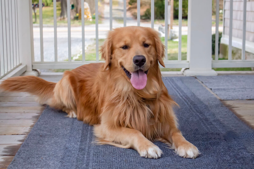 Bourget Law Group, golden retriever